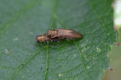 <i>Agrilus</i>