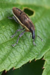 <i>Lixus ochraceus</i>