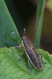 <i>Lixus ochraceus</i>