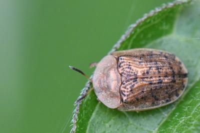 Cassida nebulosa
