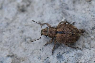 <i>Strophosoma melanogrammum</i>