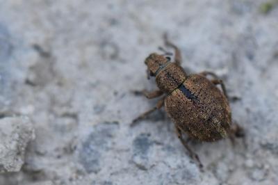 <i>Strophosoma melanogrammum</i>