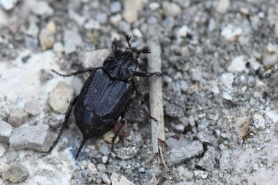 <i>Valgus hemipterus</i>