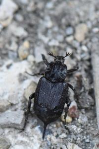 <i>Valgus hemipterus</i>