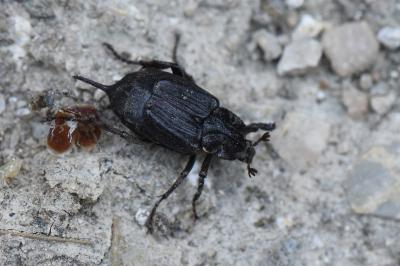 <i>Valgus hemipterus</i>