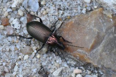 <i>Poecilus cupreus</i>