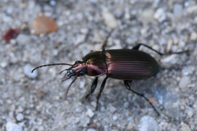 <i>Poecilus cupreus</i>