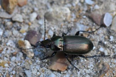 <i>Poecilus cupreus</i>