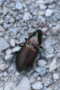 <i>Poecilus cupreus</i>