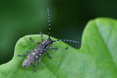 <i>Saperda populnea</i>