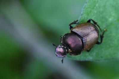 <i>Onthophagus coenobita</i>