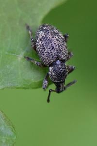 <i>Otiorhynchus veterator</i>