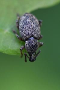 <i>Otiorhynchus veterator</i>