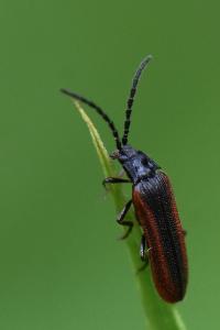 <i>Omalisus fontisbellaquei</i>