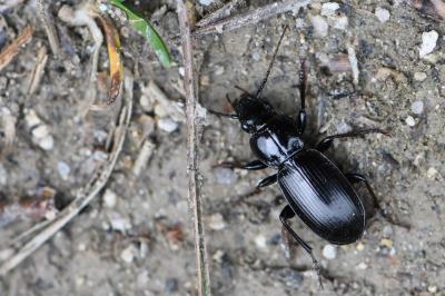 <i>Pterostichus madidus</i>