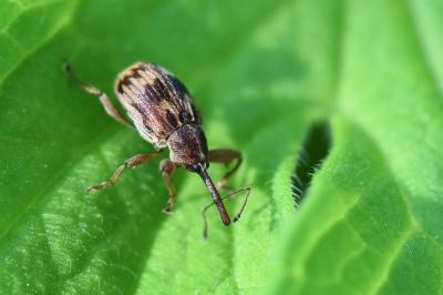 <i>Anthonomus rectirostris</i>