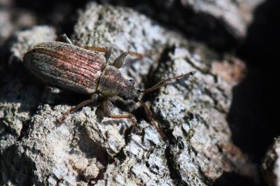 <i>Phyllobius pyri</i>