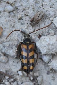 <i>Leptura aurulenta</i>
