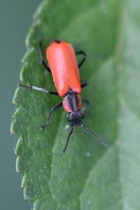 <i>Anthocomus rufus</i>