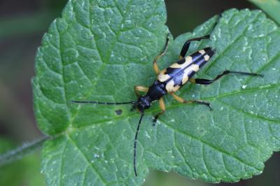 <i>Rutpela maculata</i>