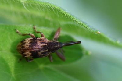 <i>Anthonomus rectirostris</i>