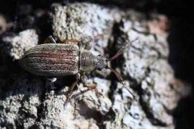 Phyllobius pyri