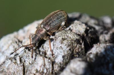 <i>Phyllobius pyri</i>