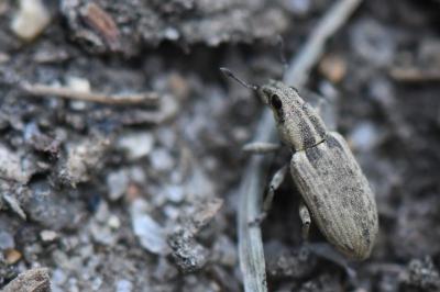<i>Sitona humeralis</i>