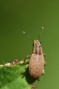 <i>Sitona lineatus</i>