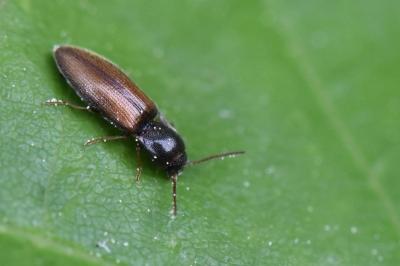 <i>Adrastus</i>