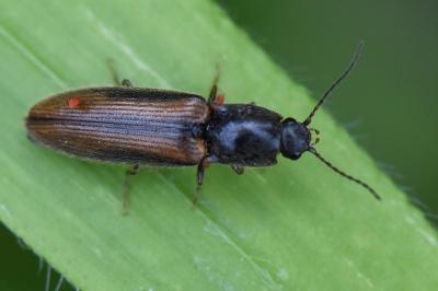 <i>Athous vittatus</i>