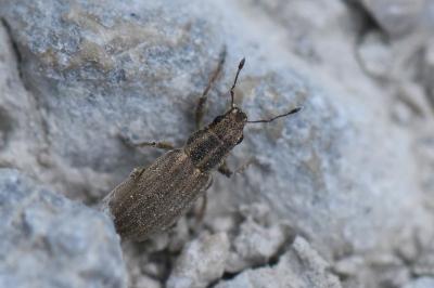 <i>Sitona lineatus</i>