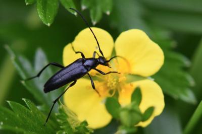Rutpela nigra