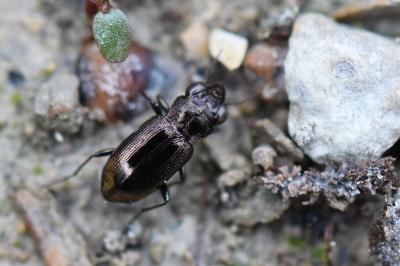 <i>Notiophilus biguttatus</i>