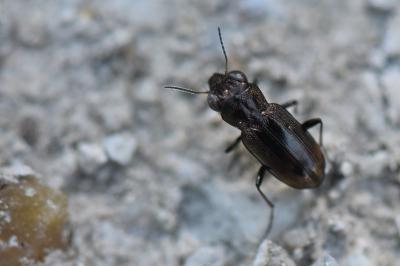 <i>Notiophilus biguttatus</i>