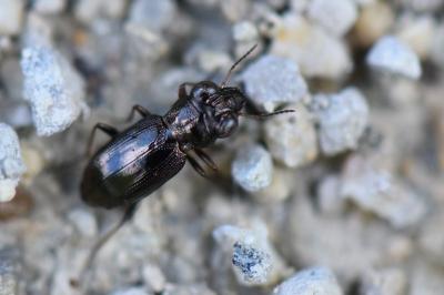 <i>Notiophilus biguttatus</i>