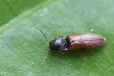 <i>Adrastus</i>