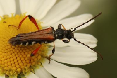 <i>Stenopterus rufus</i>