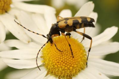 <i>Rutpela maculata</i>