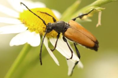 <i>Stictoleptura fulva</i>