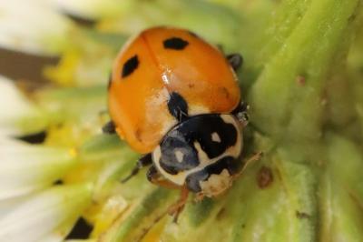 <i>Hippodamia variegata</i>