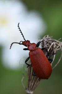<i>Pyrochroa serraticornis</i>