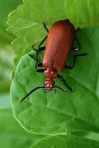 <i>Pyrochroa serraticornis</i>