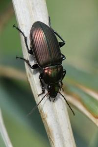 <i>Poecilus cupreus</i>