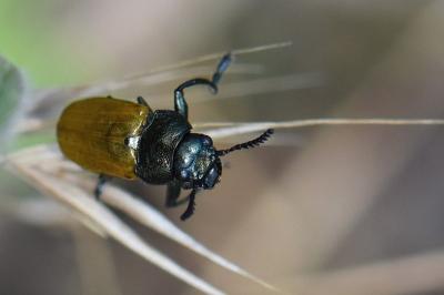 <i>Labidostomis</i>
