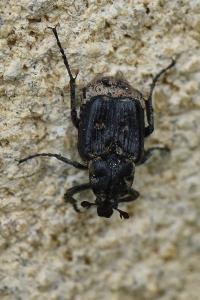 <i>Valgus hemipterus</i>