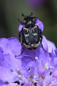 <i>Valgus hemipterus</i>