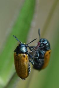 <i>Labidostomis</i>