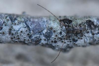 <i>Leiopus</i>