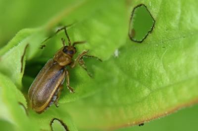 <i>Galerucella</i>